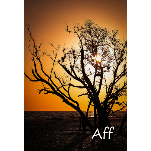 Barefoot Beach Silhouette