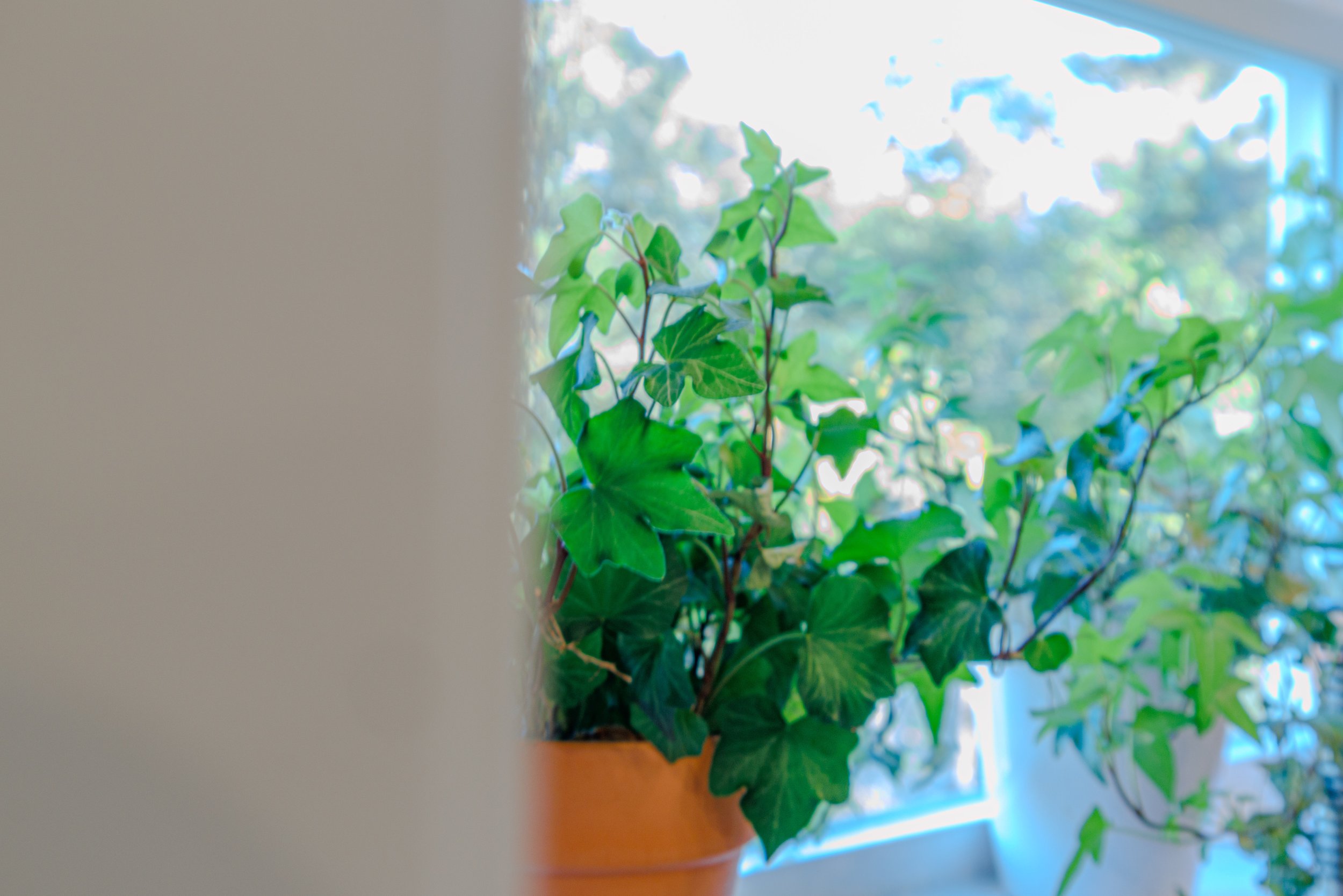 Indoor potted plant with green leaves by a window