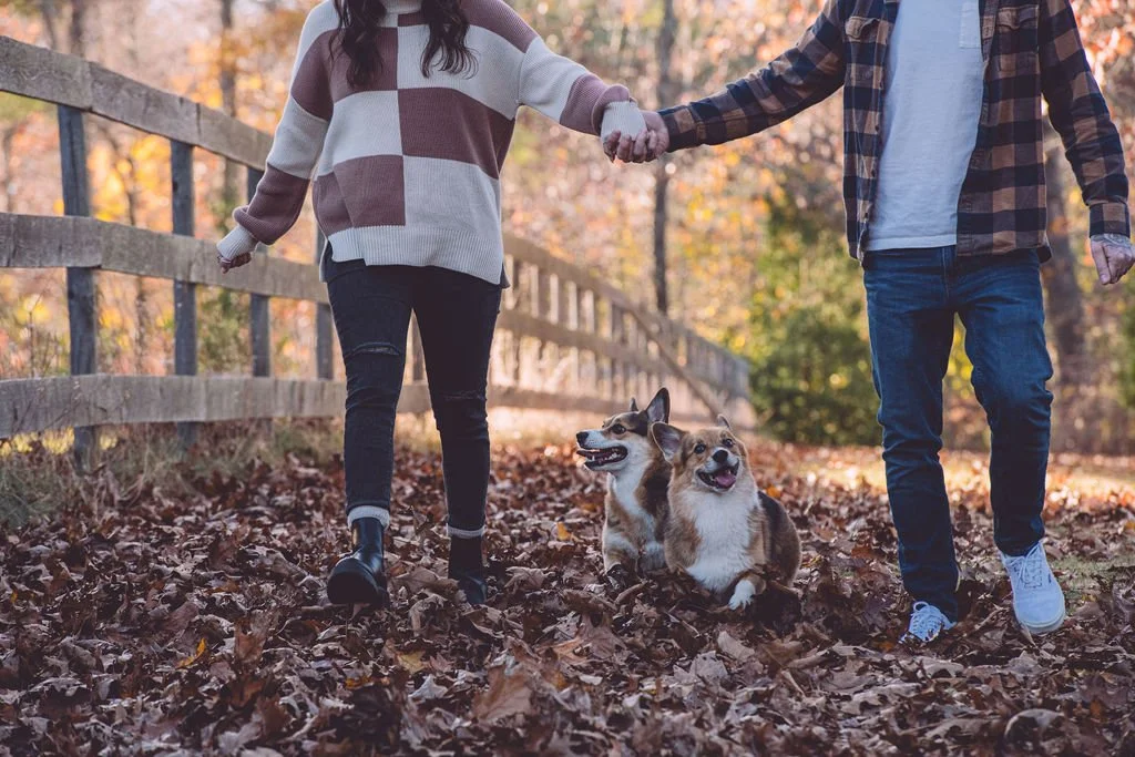 Sarah and Alex walking hand-in-hand while their two Corgis run alongside them through the leaves during their fall engagement session at the Urban Forestry Center in Portsmouth, NH. Photography by Mike Indi.
