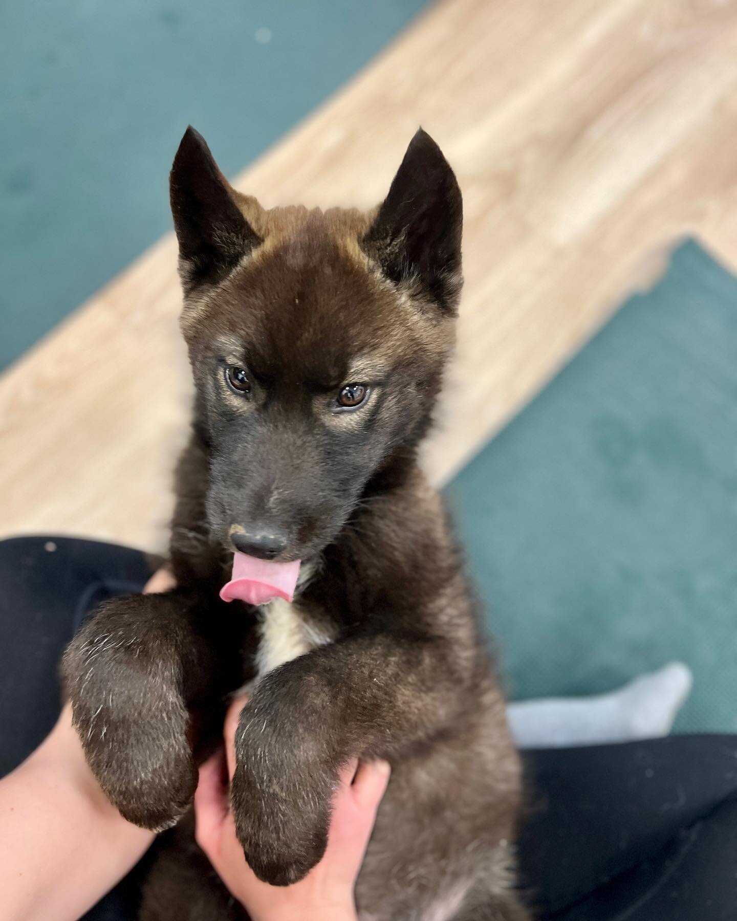 Un oc&eacute;an de c&acirc;lins et de rires avec nos adorables husky de 3 mois @so.huskyzofren, pr&ecirc;ts &agrave; vous faire fondre avec leurs l&eacute;chouilles et &agrave; vous divertir avec leurs petites bagarres. 🧘🏻&zwj;♀️🫶🏽❄️🐾

Venez vit