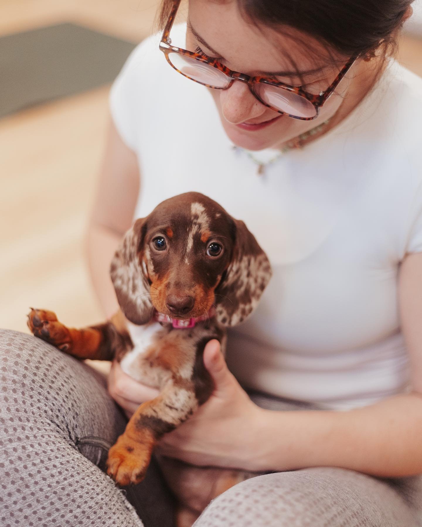 Les teckels en folie ! 
Vous les avez ador&eacute;, tout le comme nous, alors petite info pour les teckels lovers : ils reviennent au mois de mai 🐶🐾

Merci @celenaphotographie 📸