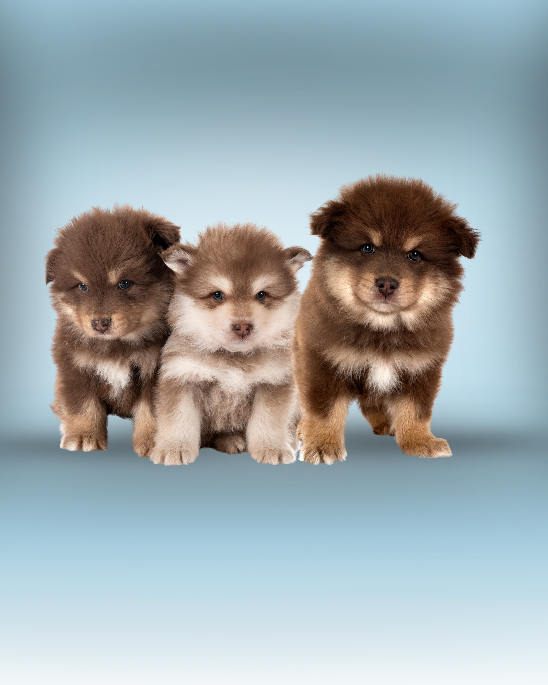 Sam 14 mars 15h30-Finnois de Laponie