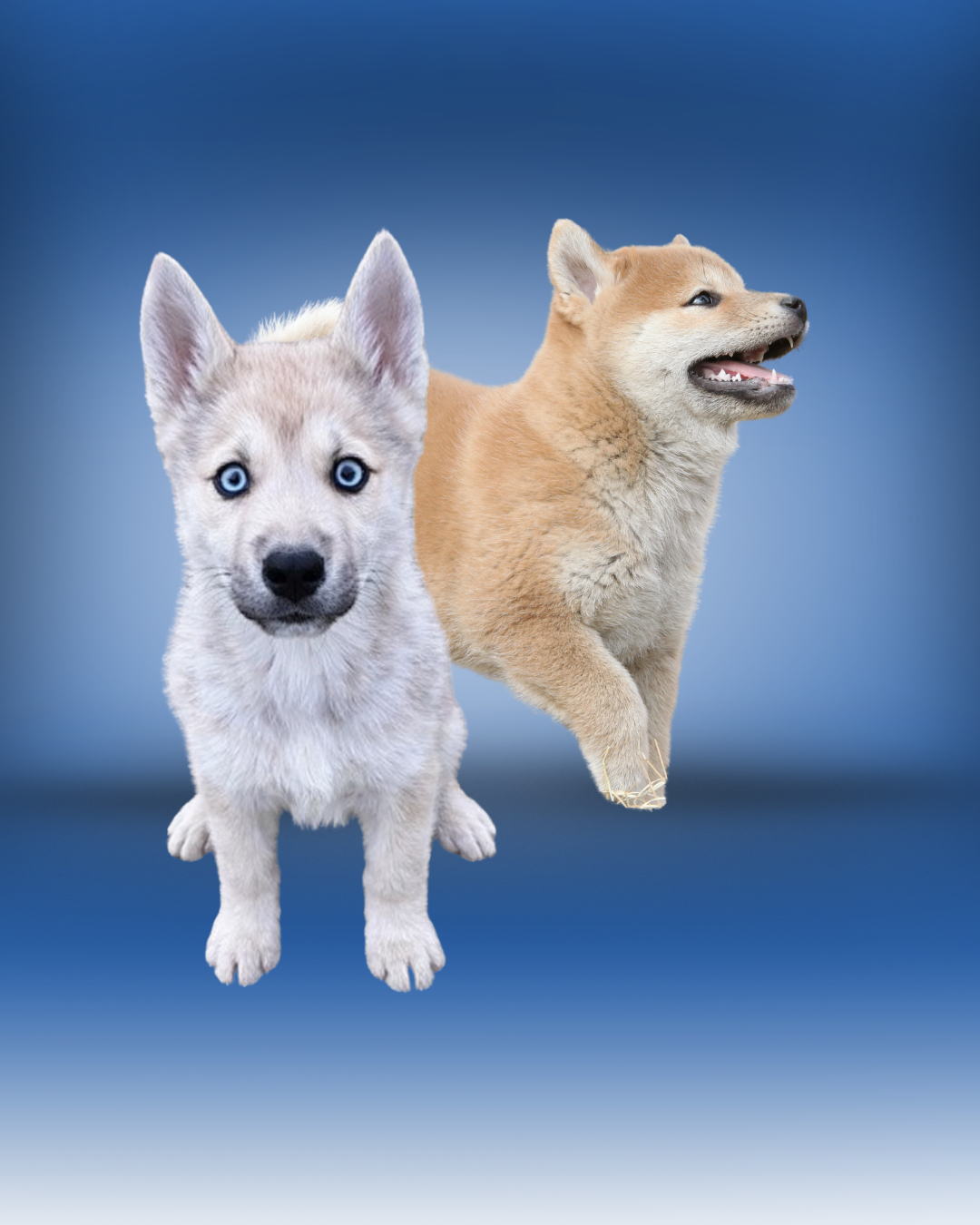 Sam 17 janv 14h00 - Pomsky & Shiba