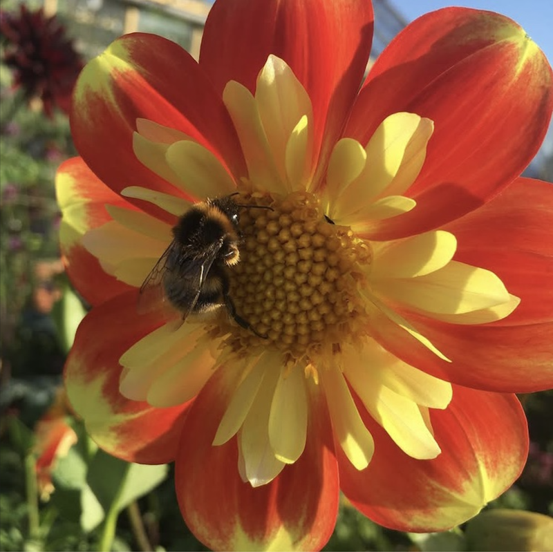 dahlia bee.png