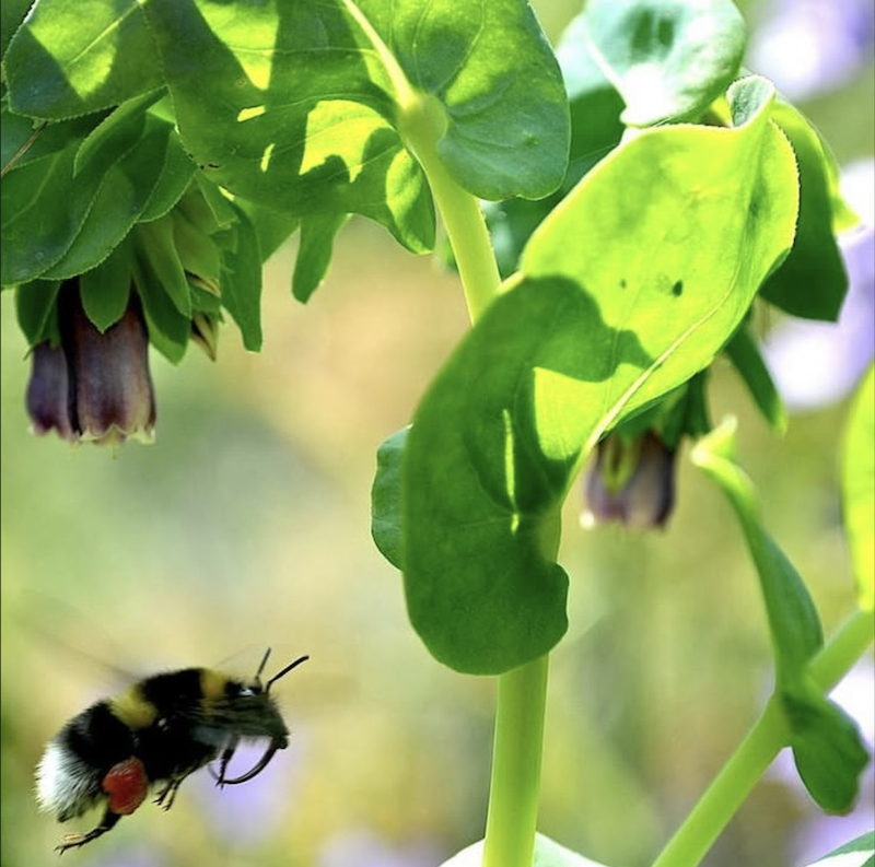 pollen sac bee.png