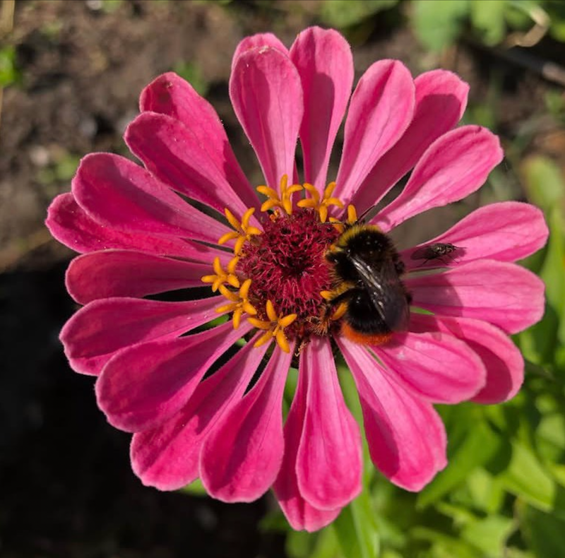 honeybee.png