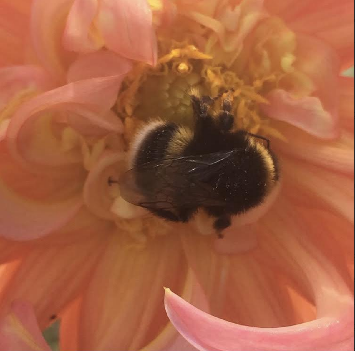 bee 3.png