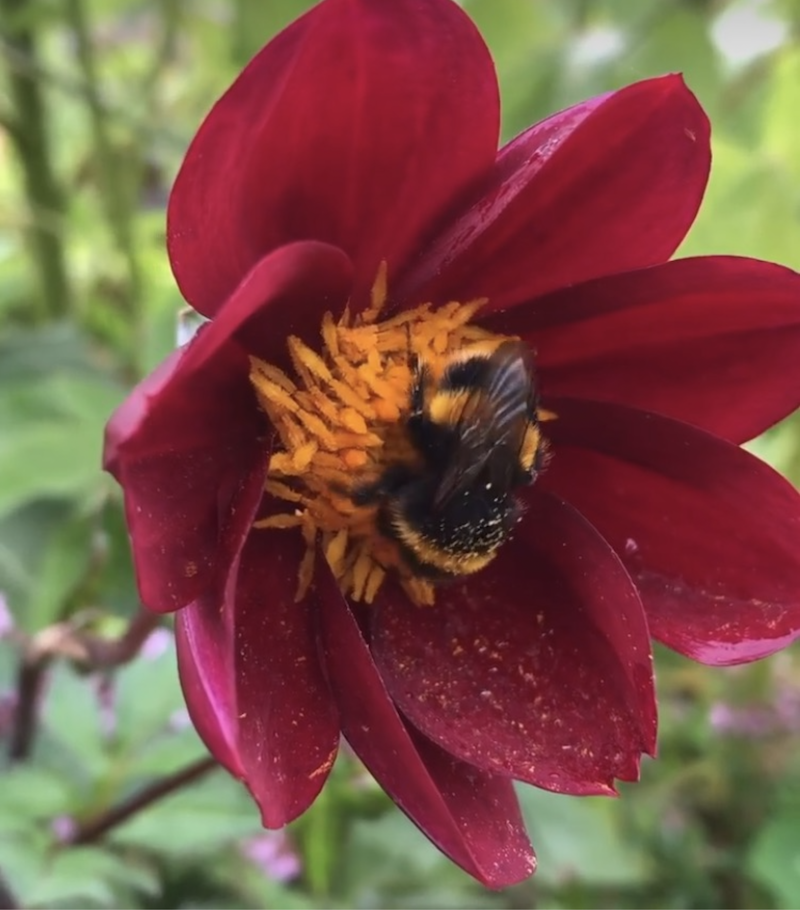 ruby dahlia.png