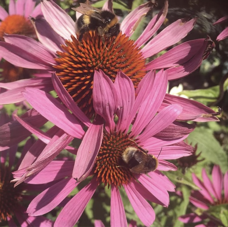 echinacea bees.png