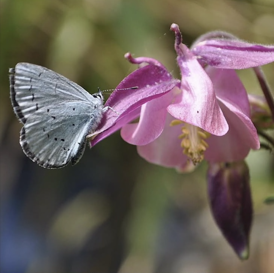butterfly.png