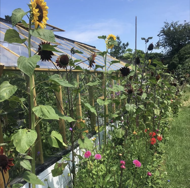 greenhouse.png