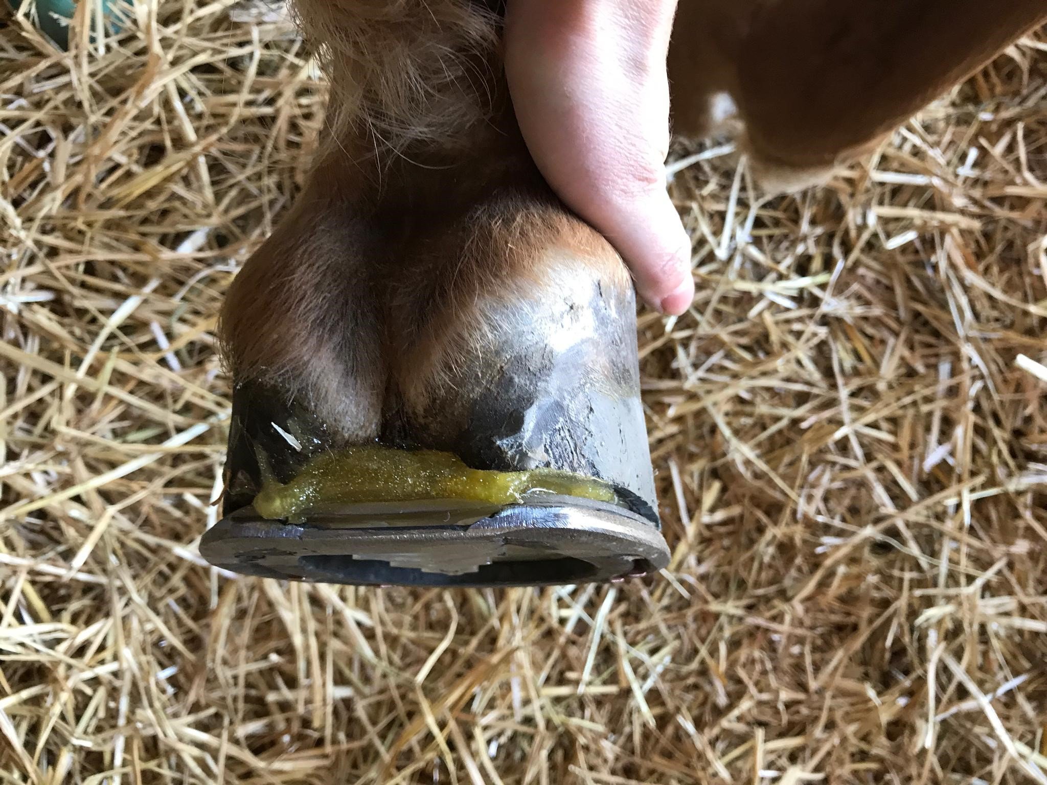 Medial float on a horse that was lame due to a sheard heel. To support of the whole foot during rehabilitation, the horse is shod with a barshoe, frog support and and antibacterial pour-in (silver-Ion). Horse was sound 24h after this application.