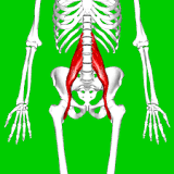 psoas muscle