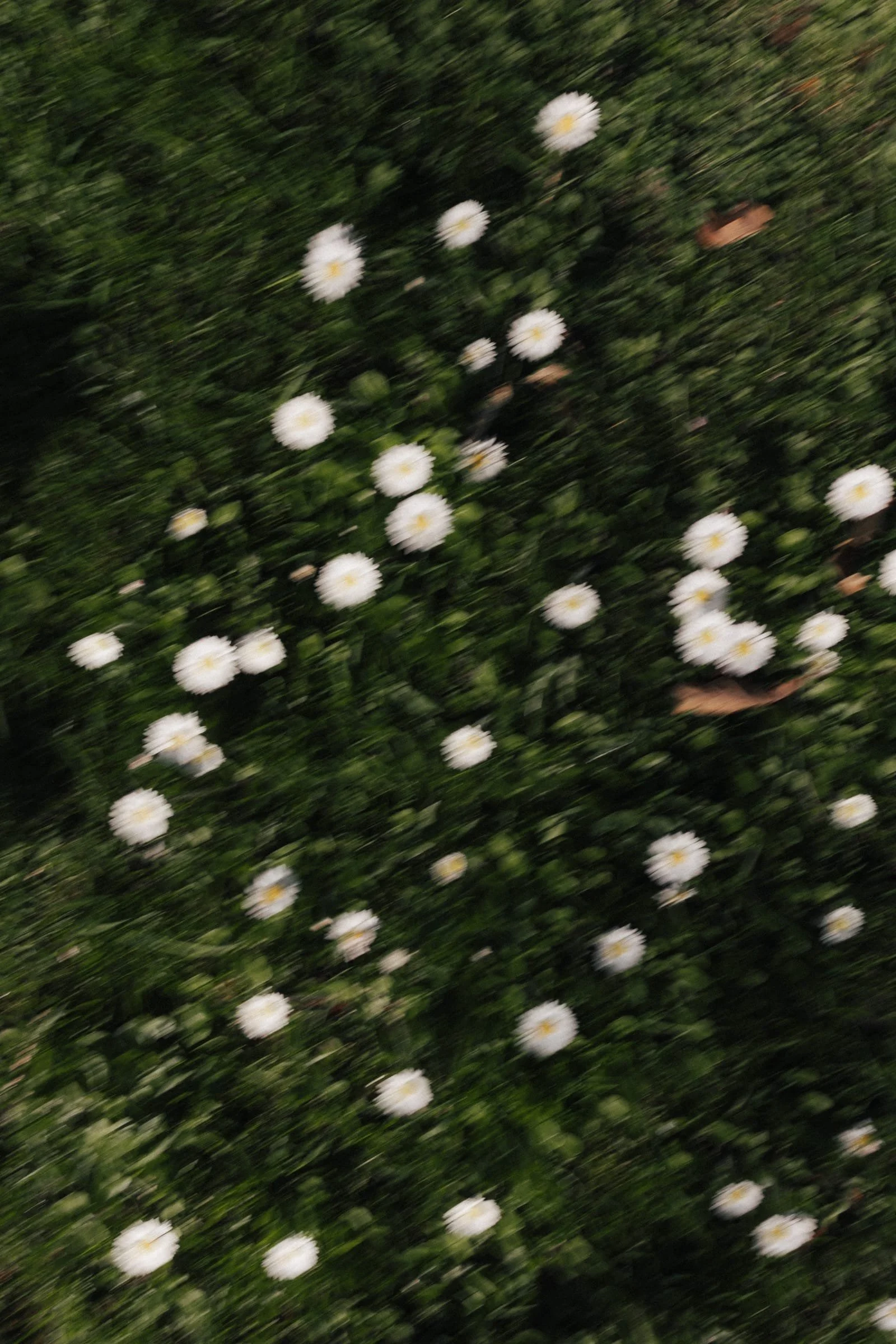 Garten mit weißen Blumen, etwas unscharf und verwackelt.