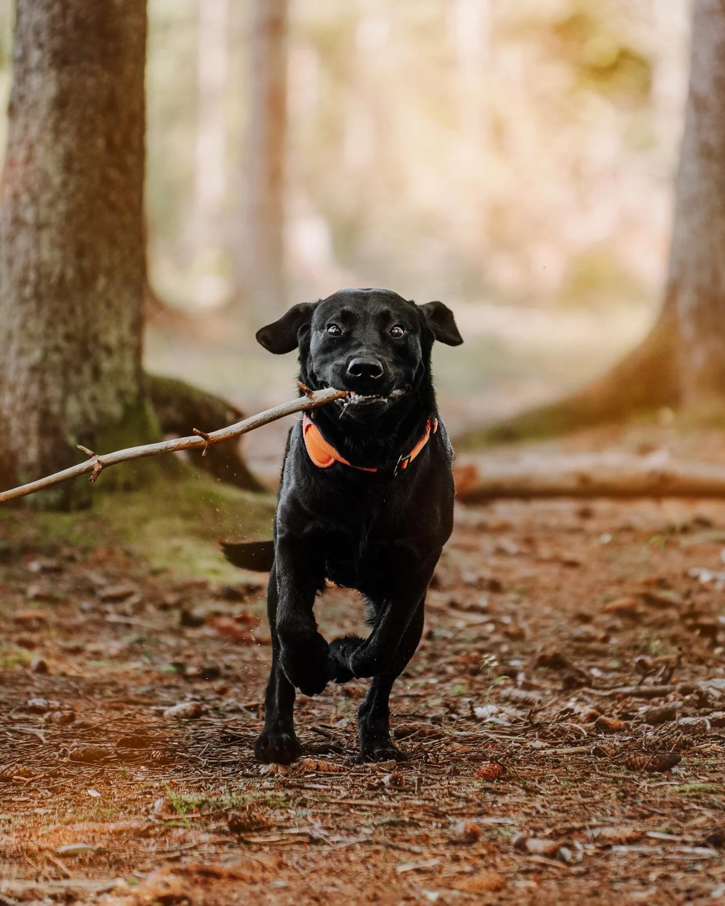God helg!🕺📸 #dogportrait #hundefoto #helg