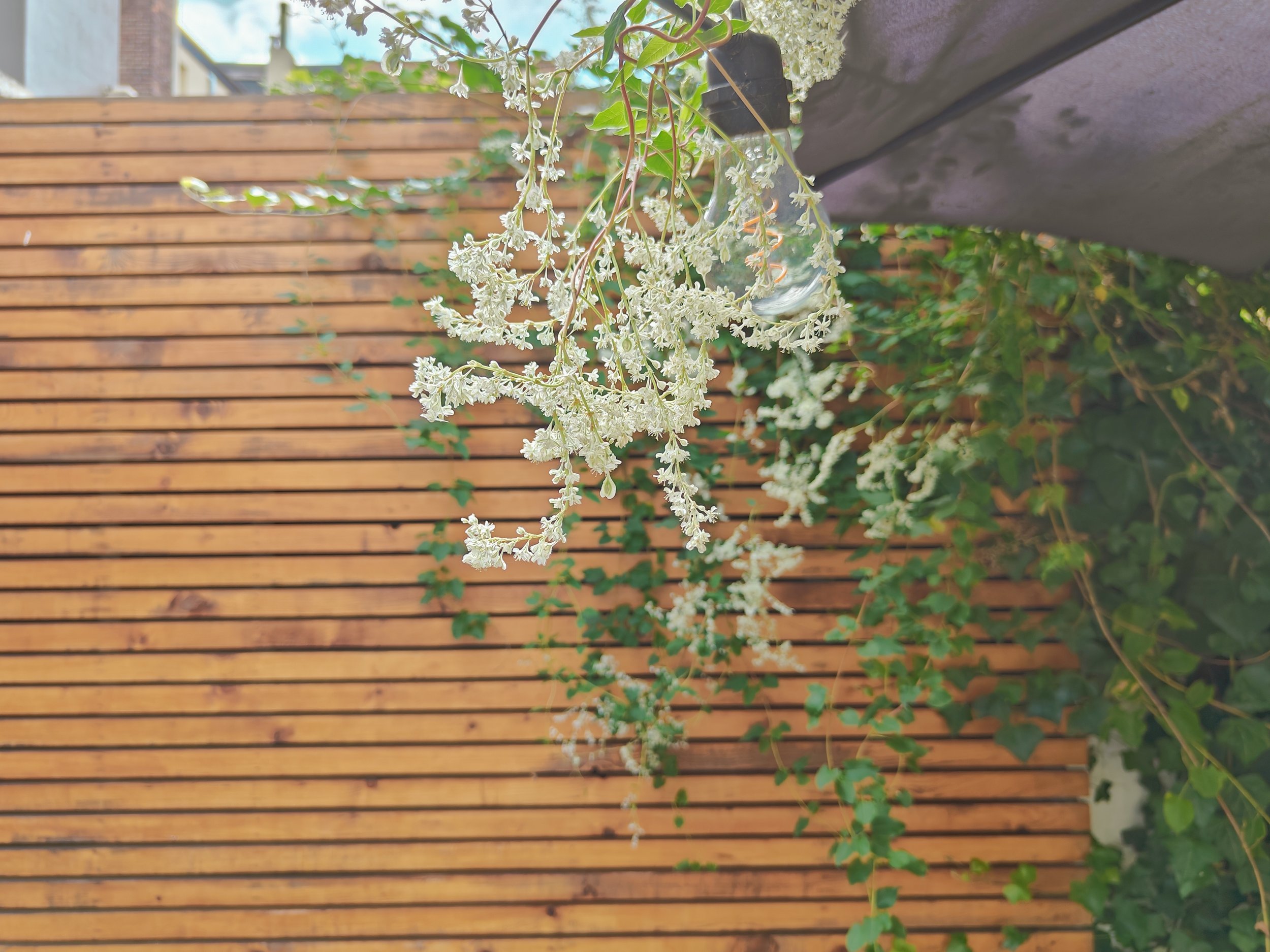D17tuin.jpg