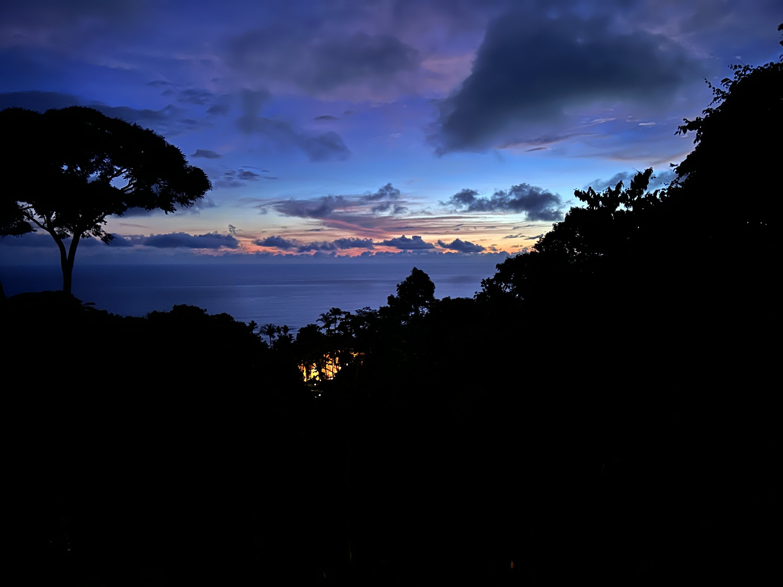 A scenic view of a sunset over the ocean with dark silhouettes of trees and foliage in the foreground.