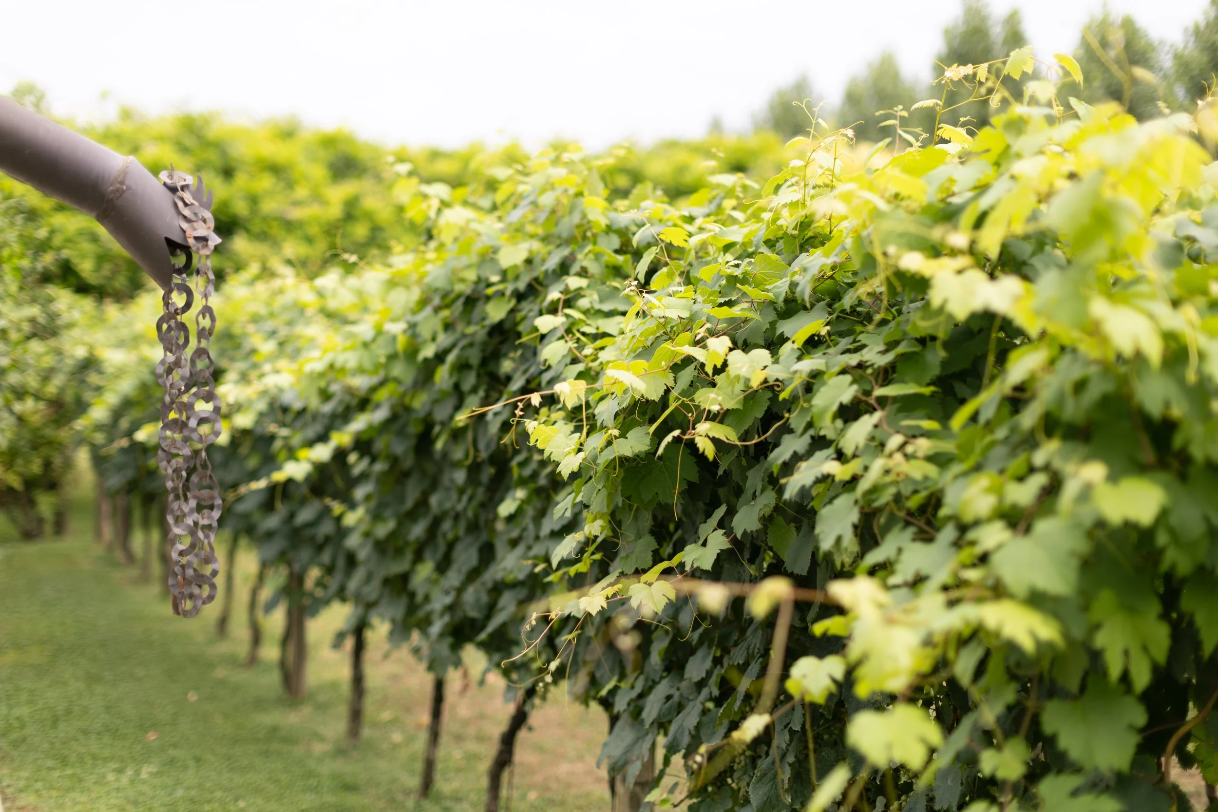 Andrea a rossana-74.jpg