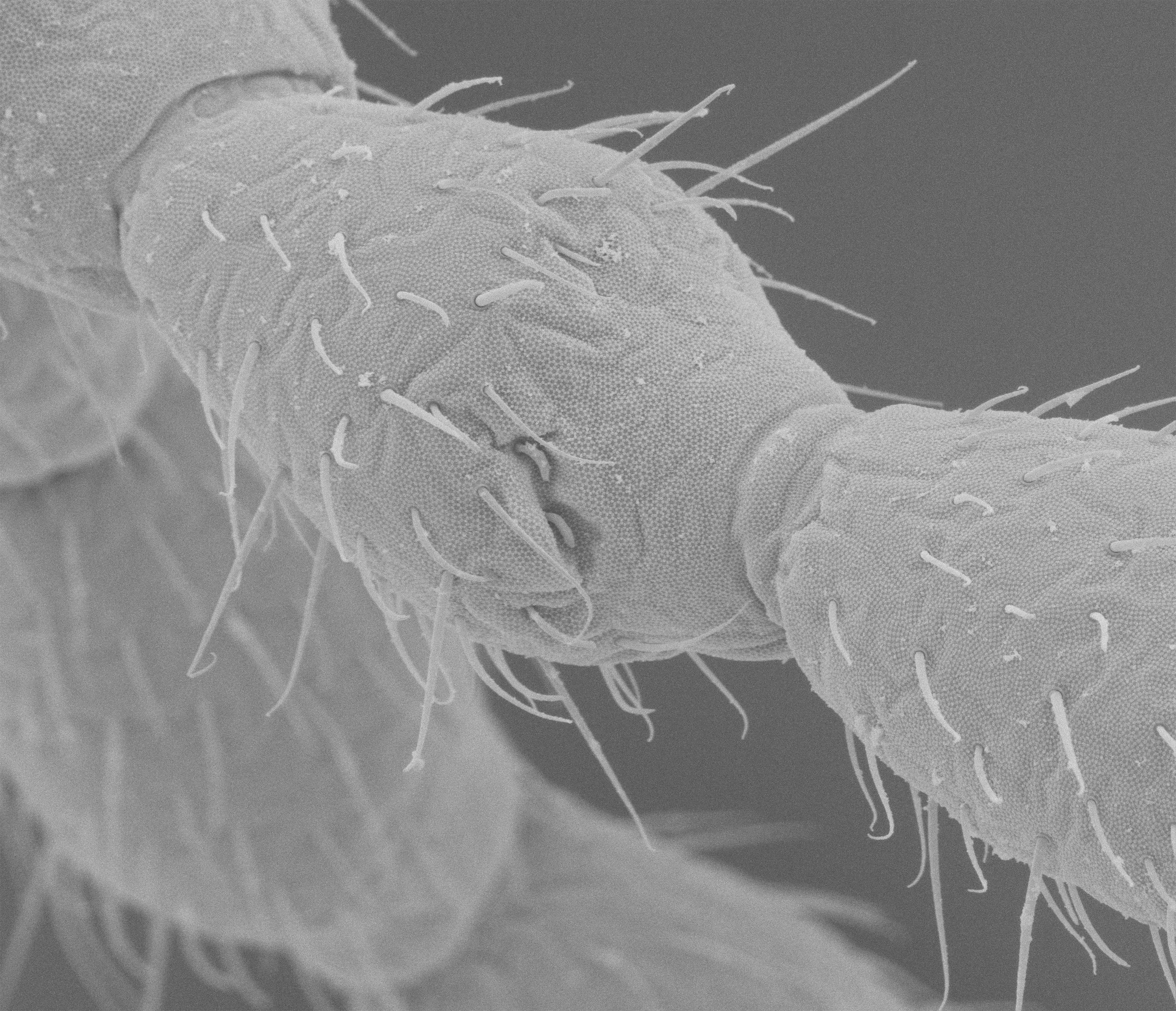Collembola20.jpg