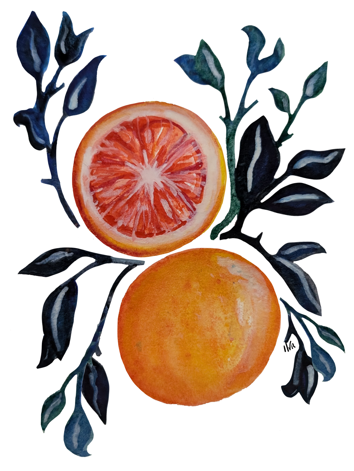 Watercolor illustration of a grapefruit, one fruit sliced in half, surrounded by dark leafy branches.