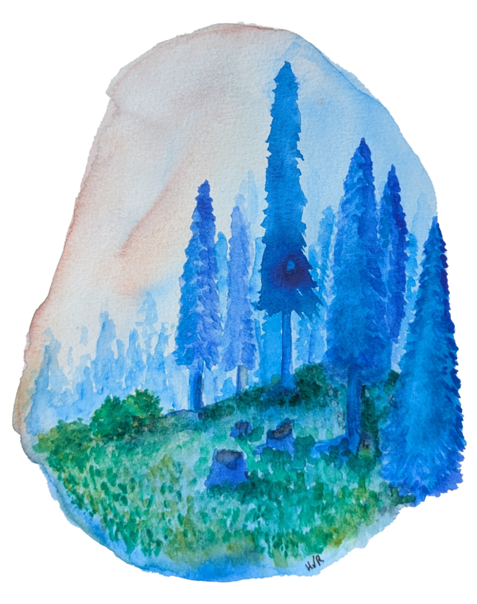 Watercolor painting of a forest scene with tall blue-green pine trees on a hillside.