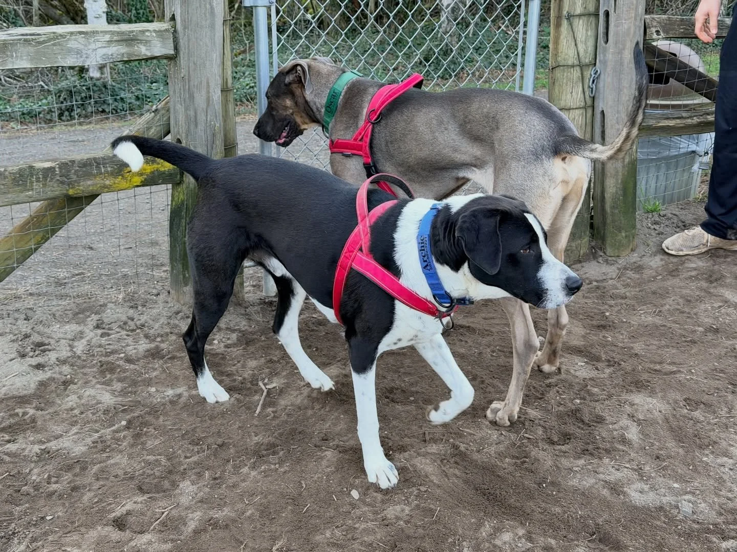 My client met me at his car and said &ldquo;Hop in, it&rsquo;s a field trip!&rdquo;

For months, we&rsquo;ve been working on his strength and habits and routine, twice a week, with very few missed meetings. Taking a break and enjoying a yard full of 