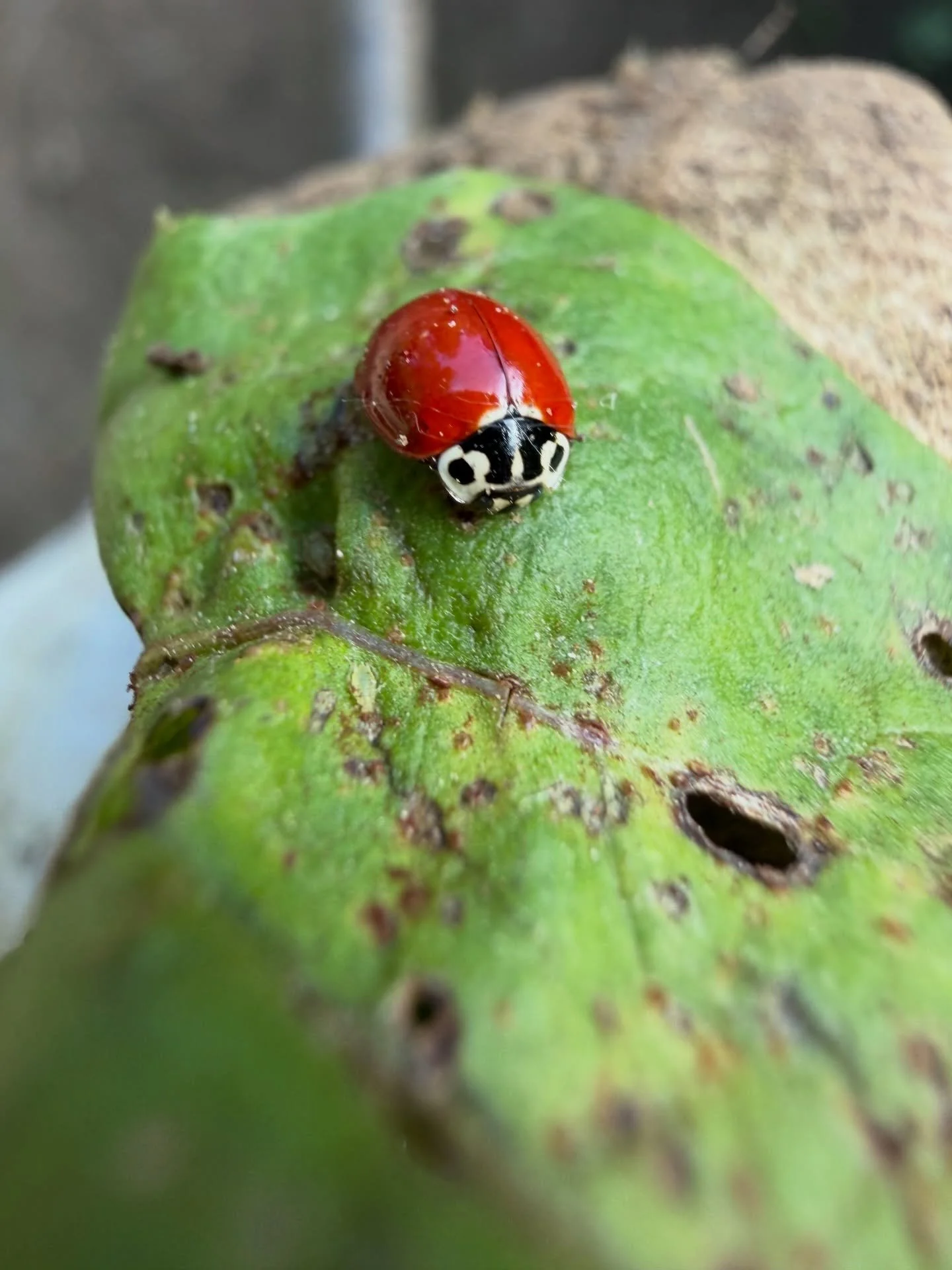 Garden critters.