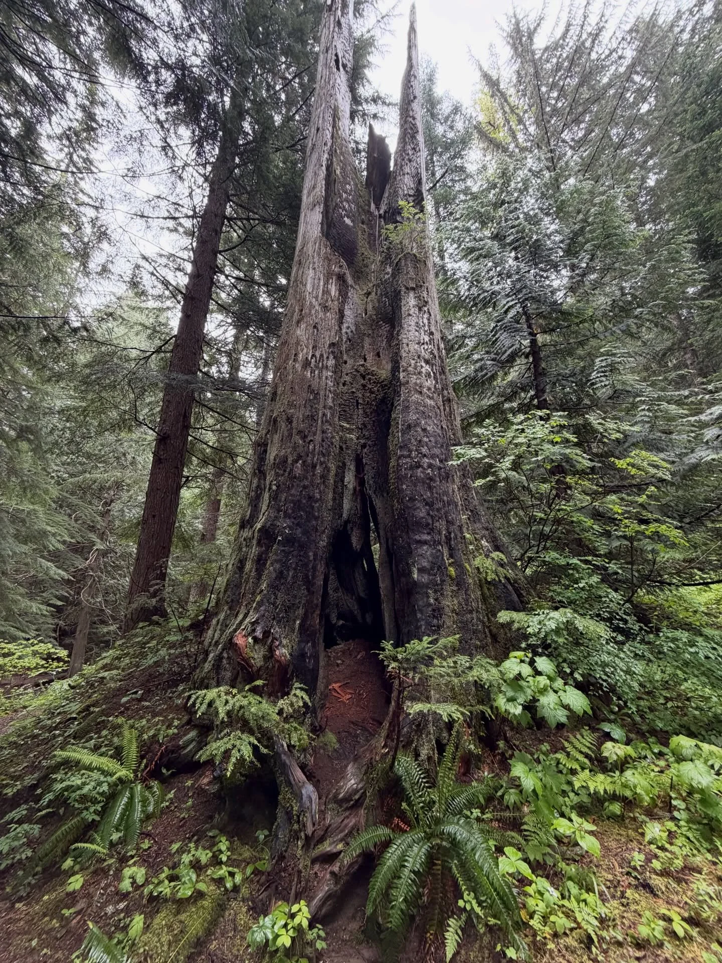 the forests up here are just a bit closer to The Divine. 

fairy portals and all. 

#pnw
#oregon
#hiking