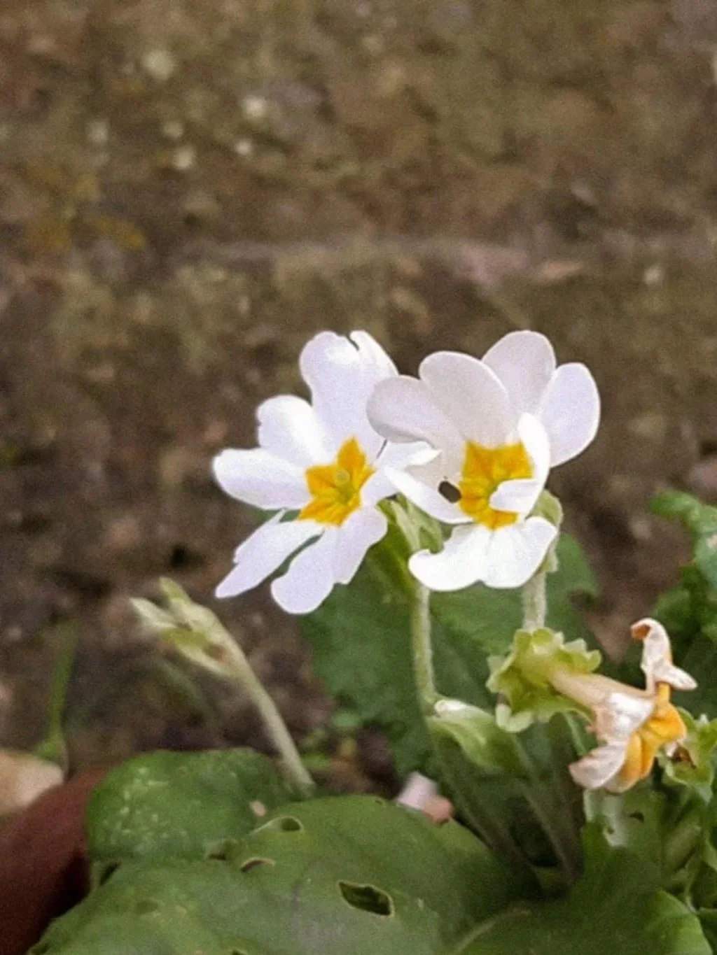 Hoe verwilderen ook kan in een kleine tuin