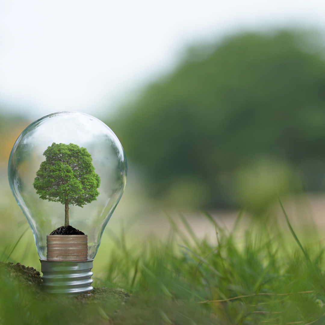 Green Living in Tampa Bay: Your Guide to Eco-Friendly Homeownership