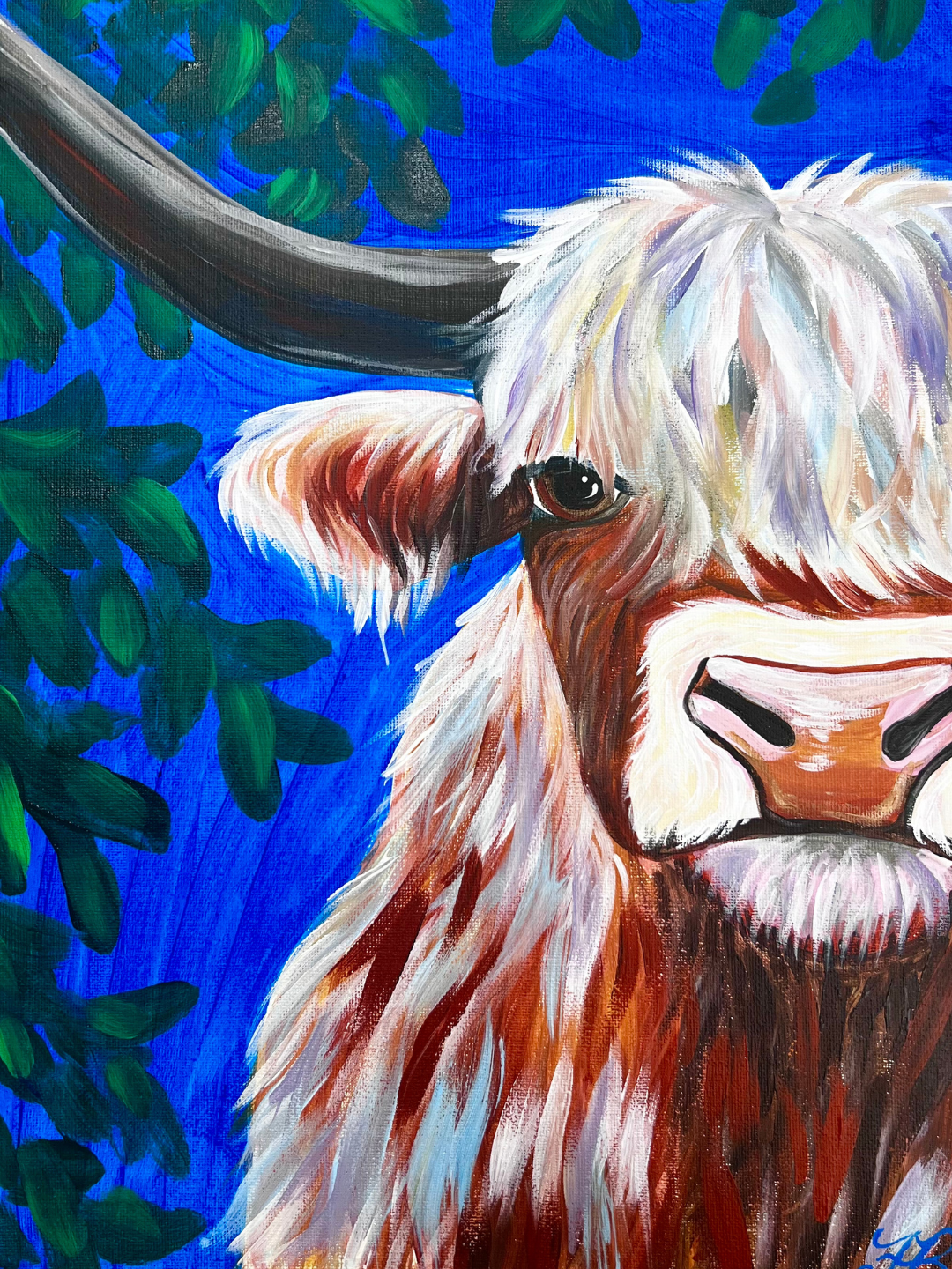 Highland Cow
