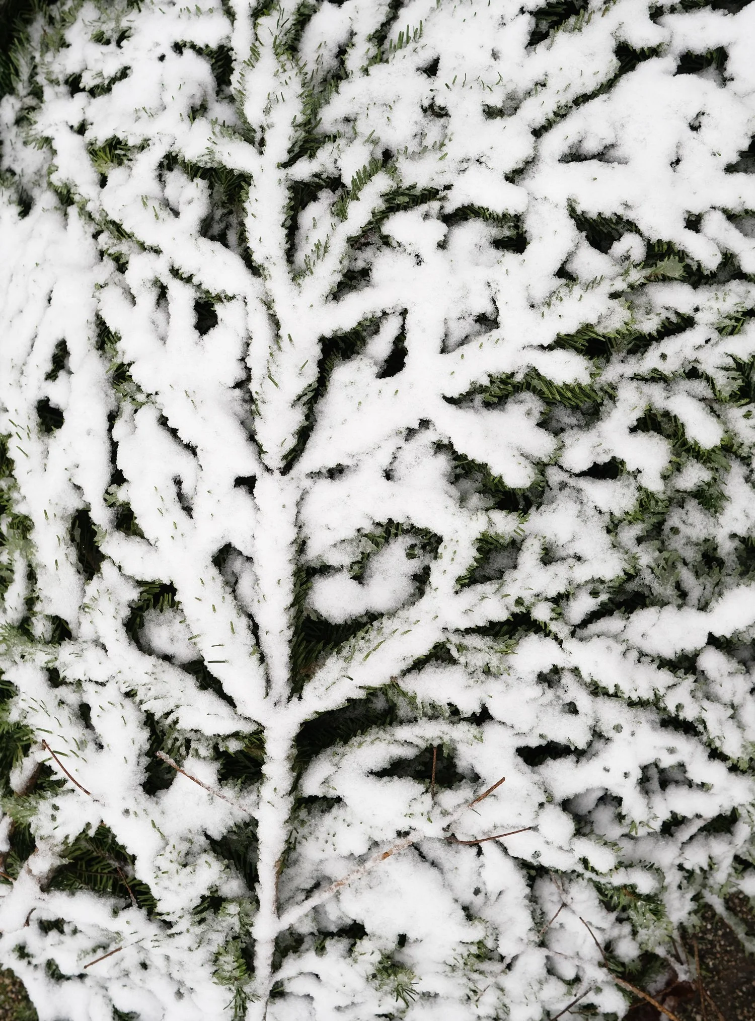 broekwinter25.jpg