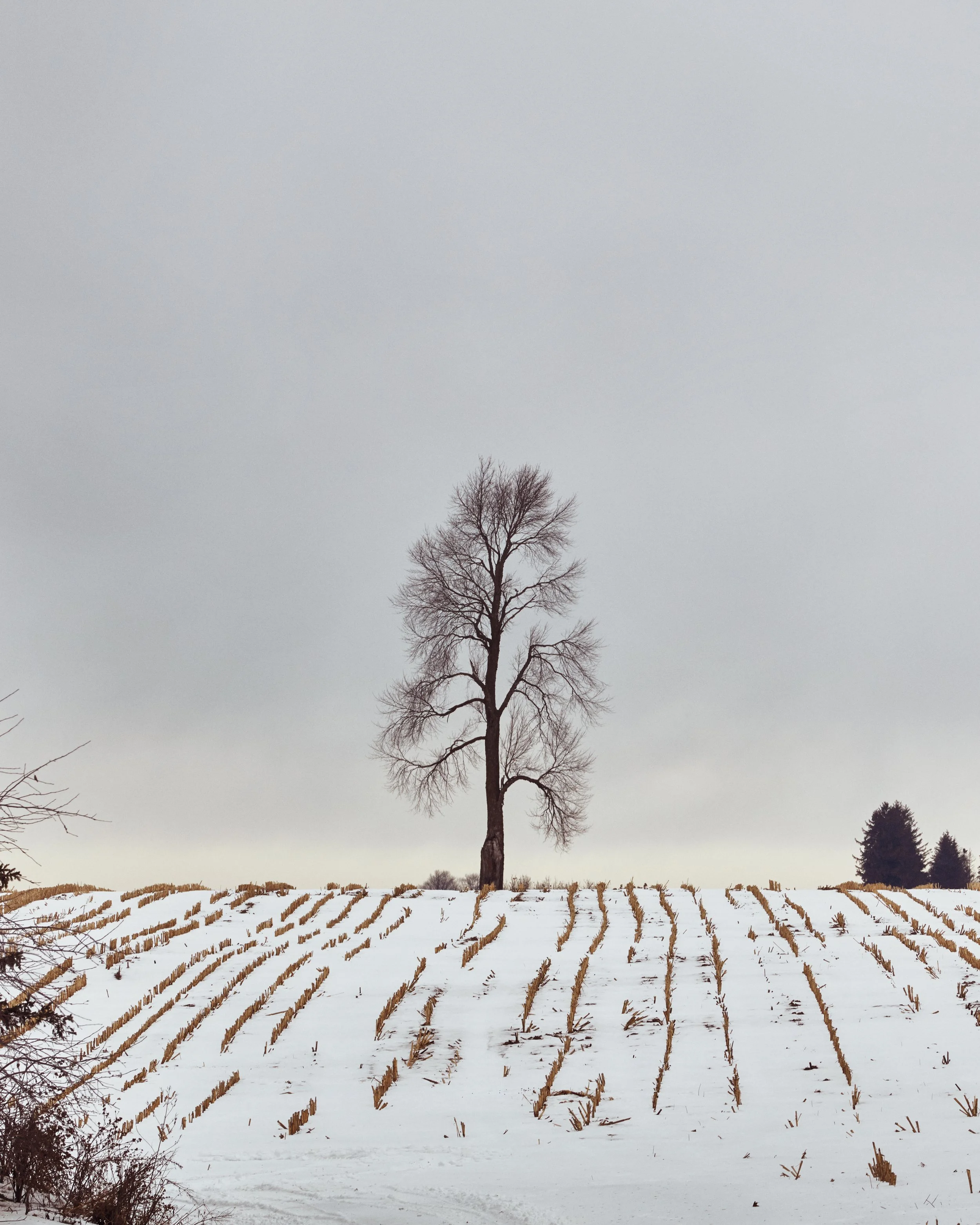 Árbol de gran tamaño solitario en un campo nevado