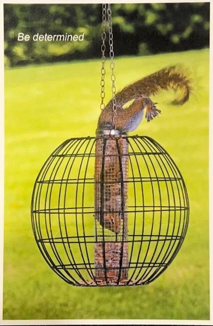 Lessons from a Stranger and a Squirrel