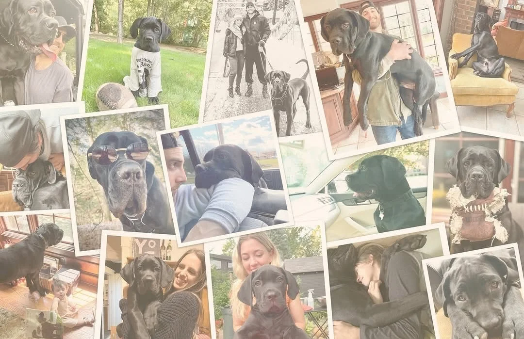 @beyond_words_books Chuckie (this lovable pup!) and author Cynthia Zordich can&rsquo;t wait to share the heartfelt story of A BEE IN A MATCHBOX with you. Releasing EVERYWHERE tomorrow!! 🐾🐝

#ABeeInAMatchbox #BookRelease #NewBookLaunch #ChildrensPic