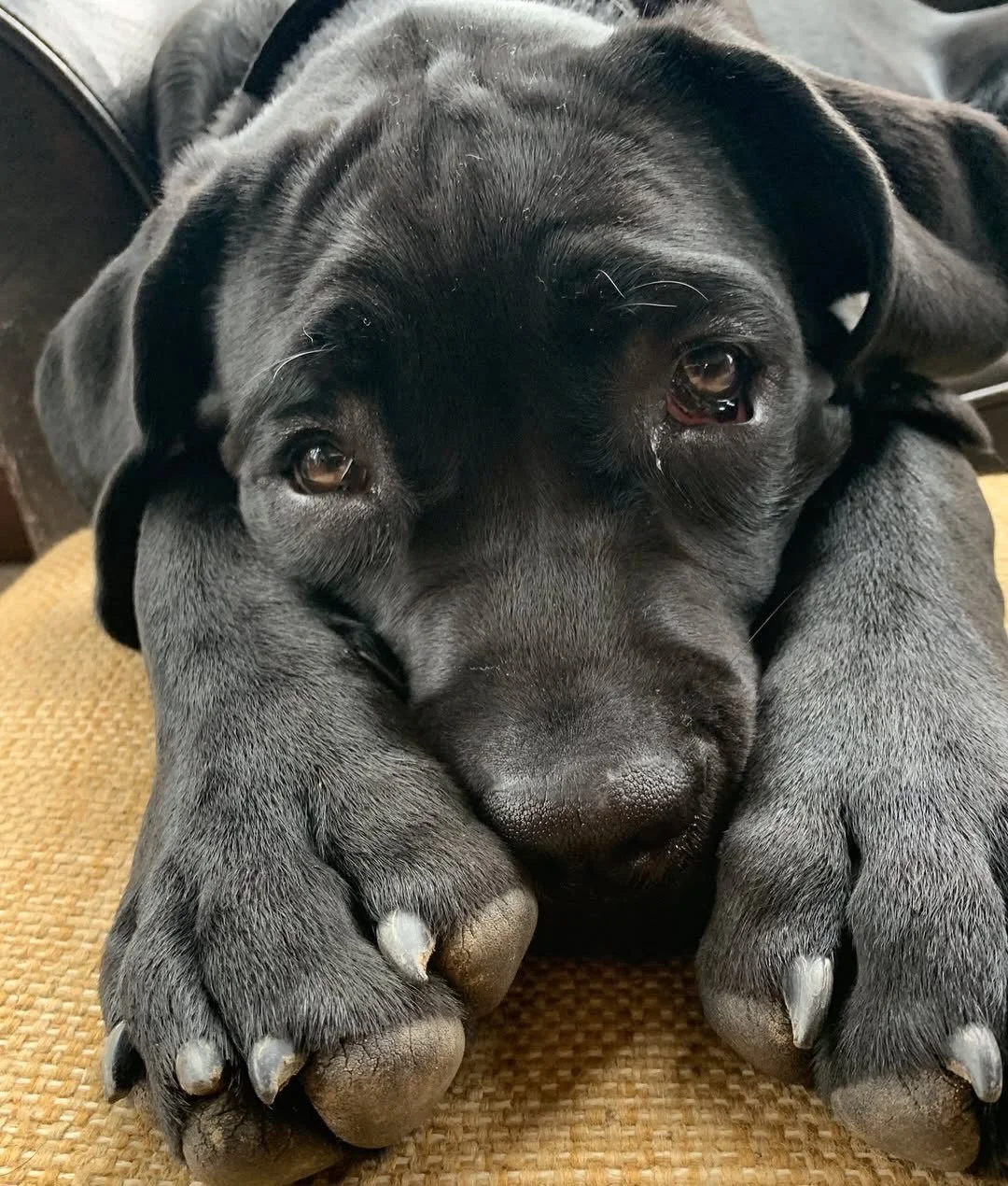 @beyond_words_books Oh, those puppy dog eyes!! 
SWIPE for what it&rsquo;s like to bring photo 📷 to illustration ✏️.

#PuppyDogEyes #DogsofInstagram #CuteDogs #DogLife #Petstagram DogLovers BlackMastiff Labsofinstagram PuppyLove WholesomeContent Feel