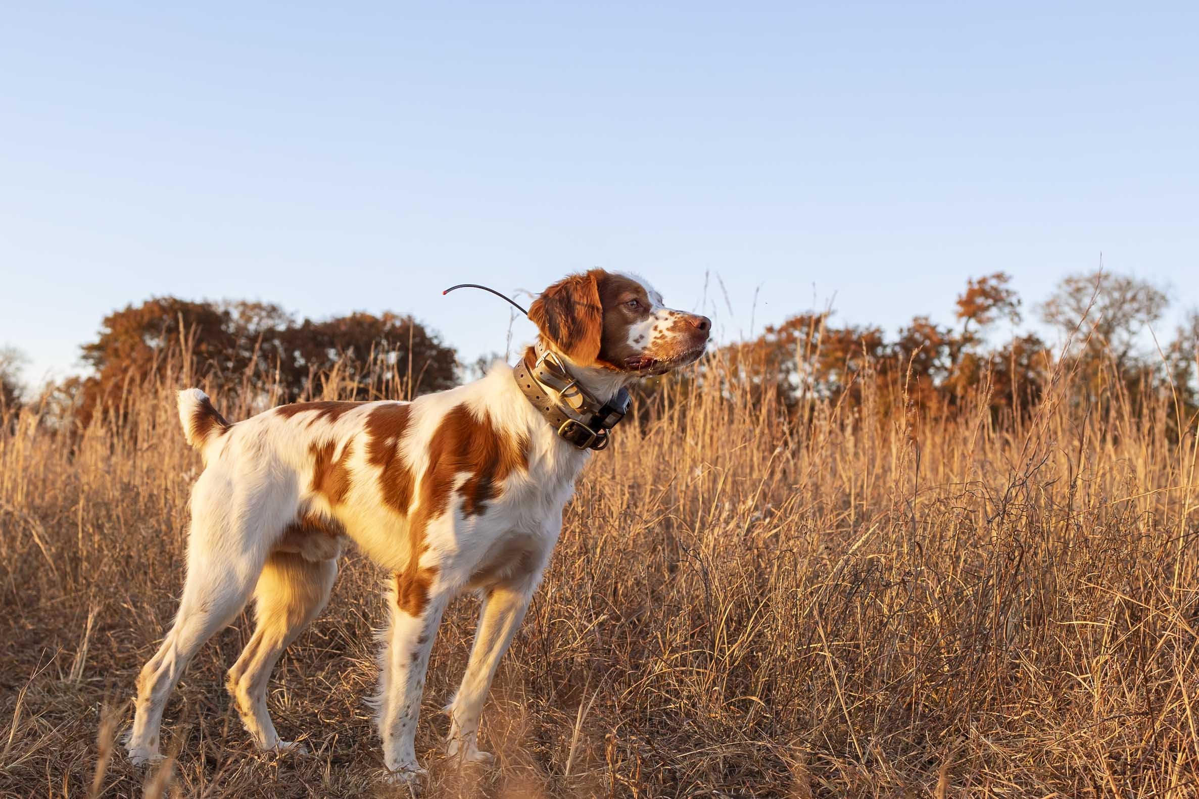 What is the Smith Method of Dog Training?