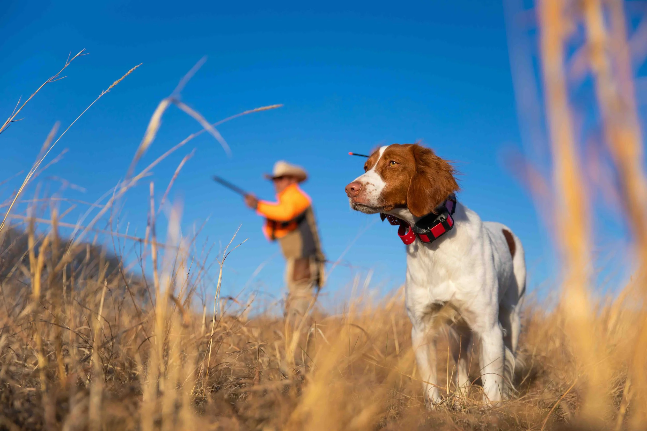 Introducing Your Bird Dog to Gunfire