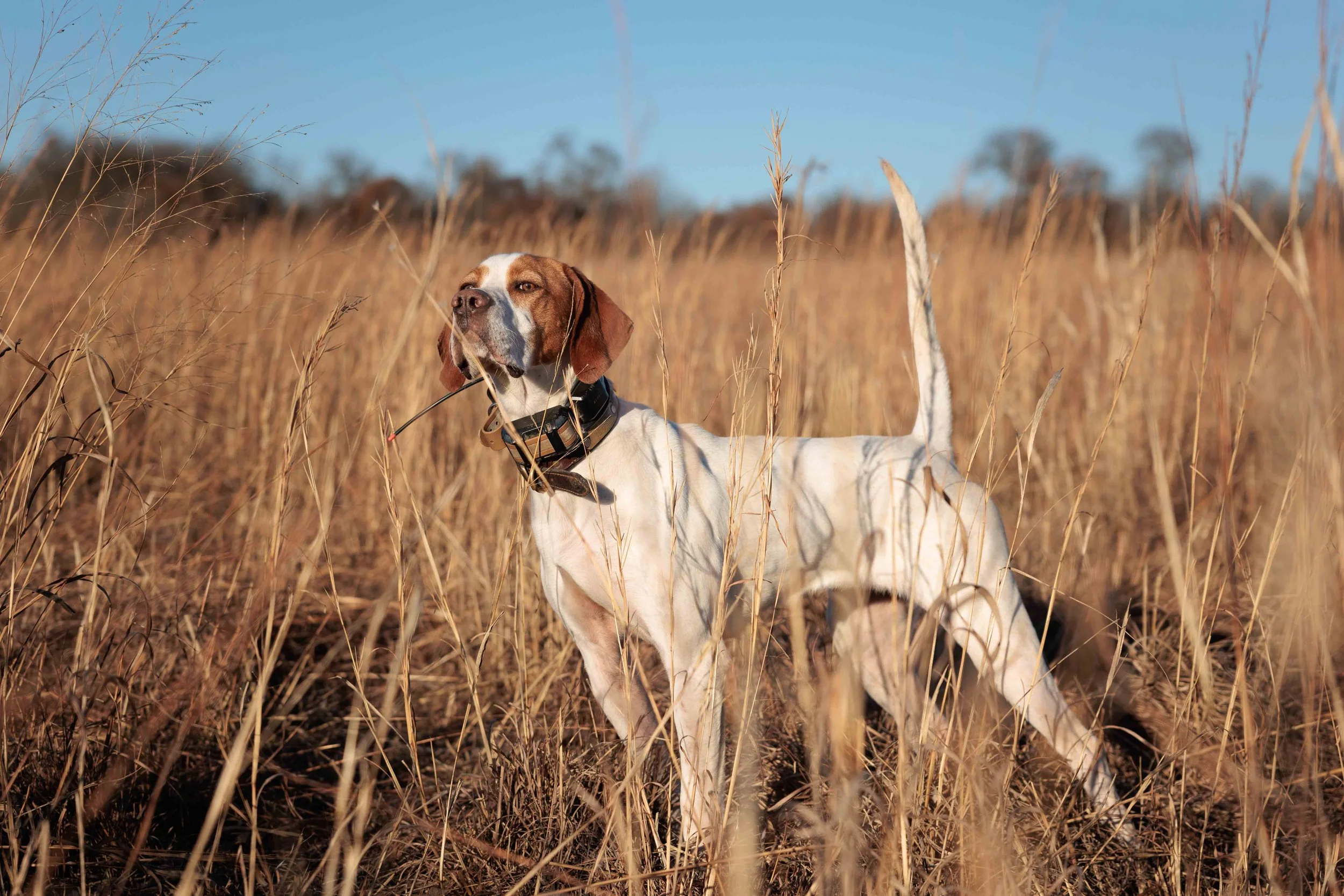 English Pointer Training on Quail