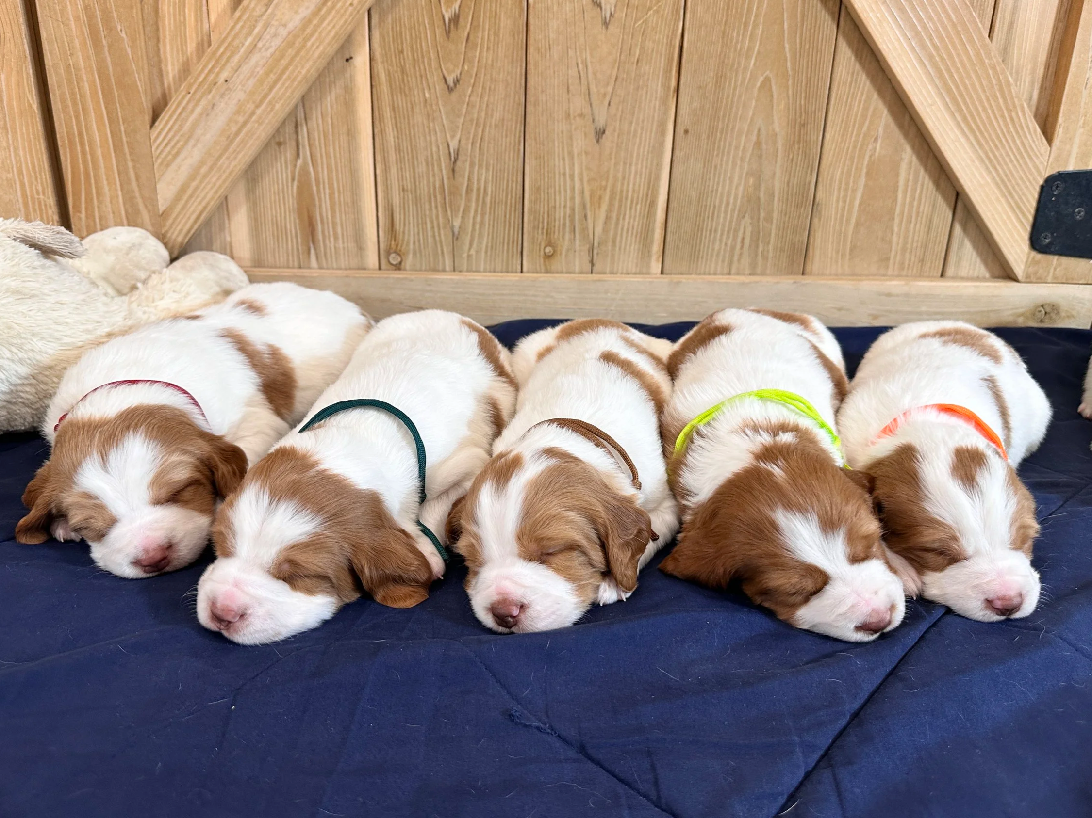 Male Brittany Puppes