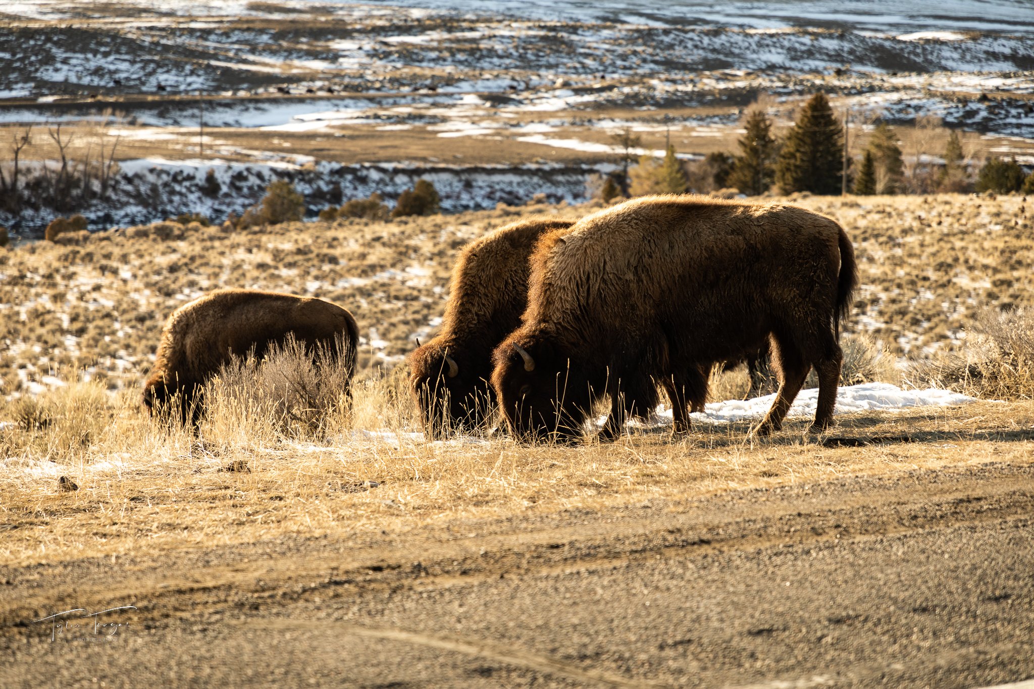 Bison grazing on a snow-dusted hillside with a distant view of a rural landscape.