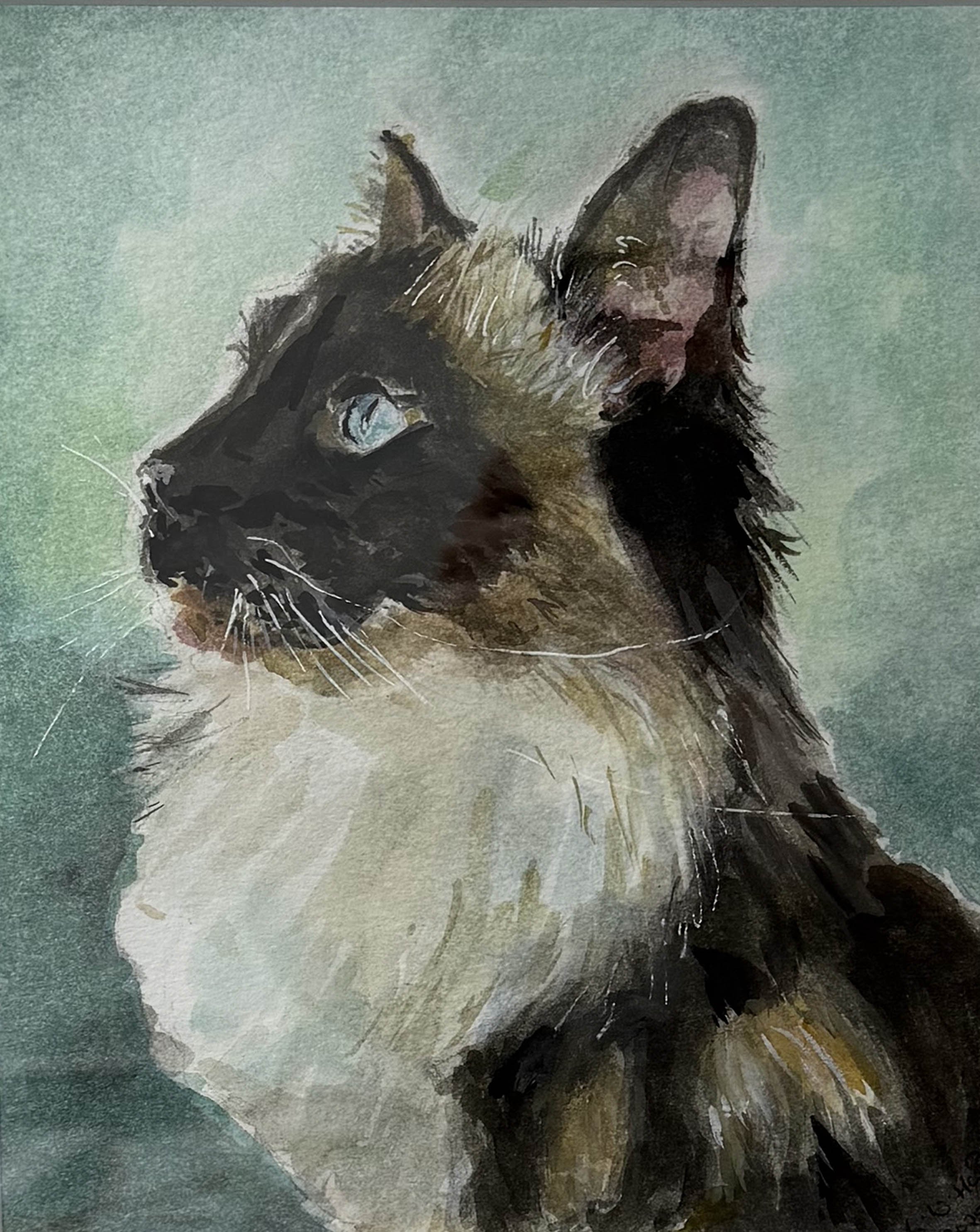 Hook_A_Ragdoll Cat_2026.jpeg