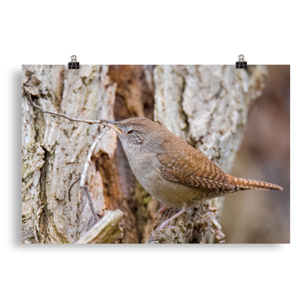 enhanced-matte-paper-poster-(in)-20x30-transparent-65426a82b0a01.jpg