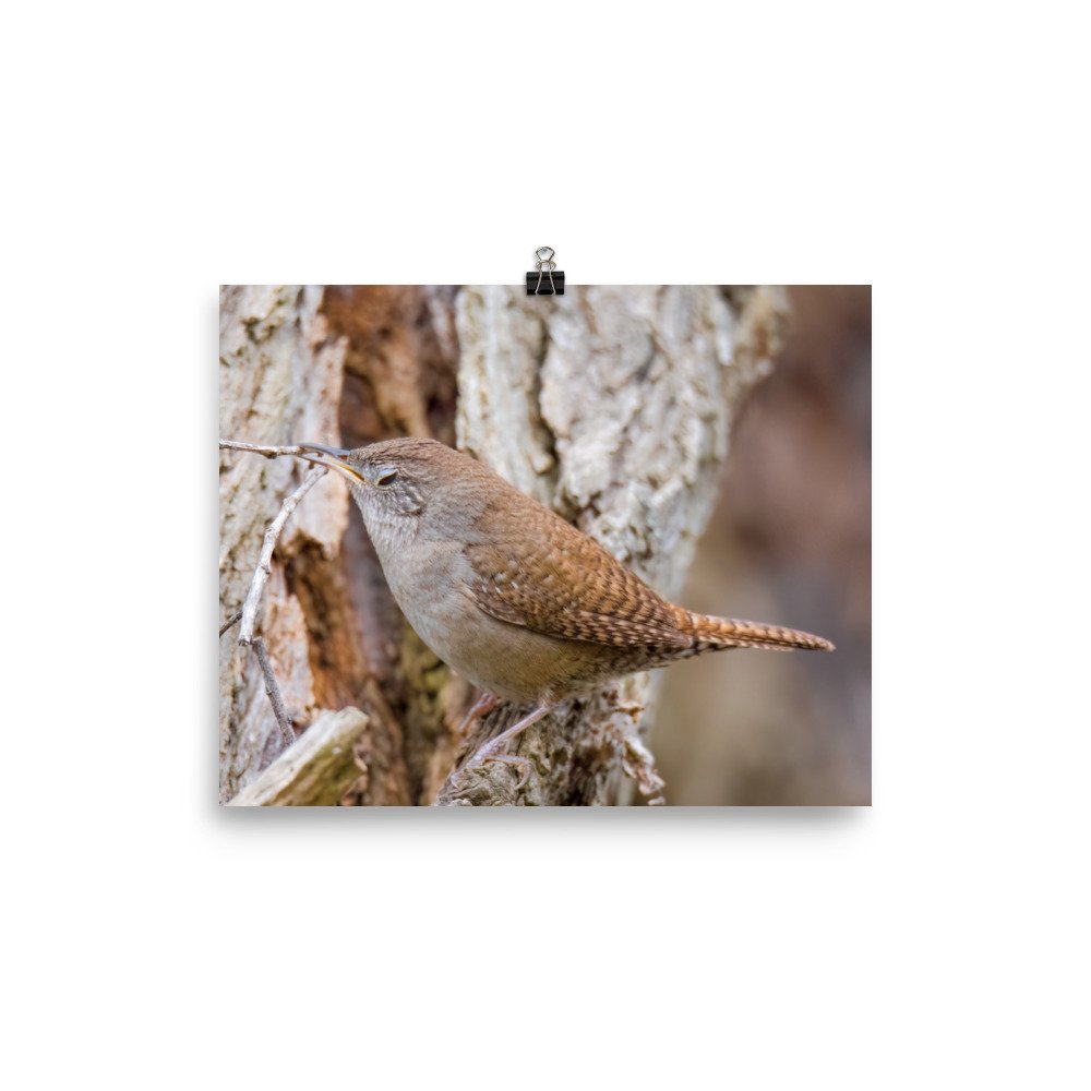 enhanced-matte-paper-poster-(in)-8x10-transparent-65426a82b25af.jpg