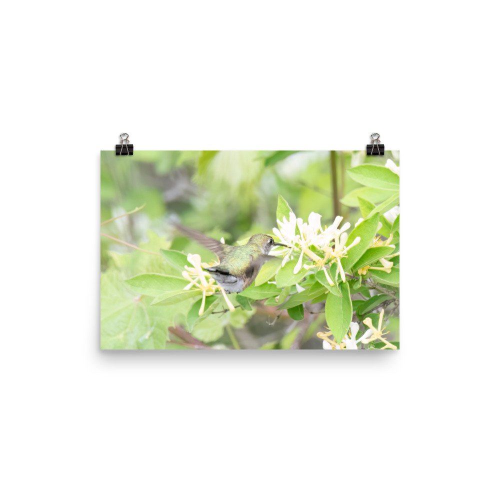 enhanced-matte-paper-poster-(in)-12x18-transparent-65426b8c3715c.jpg