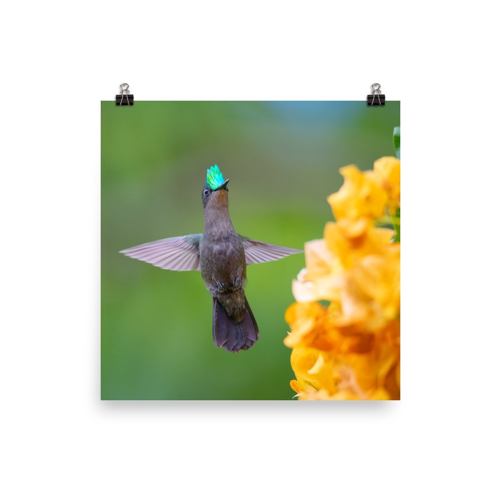 enhanced-matte-paper-poster-(in)-14x14-transparent-65ce6b7a6d171.jpg