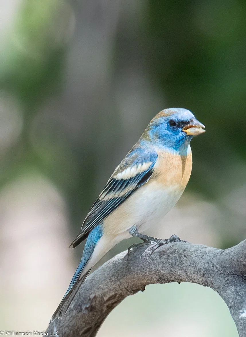Lazuli Bunting.jpg