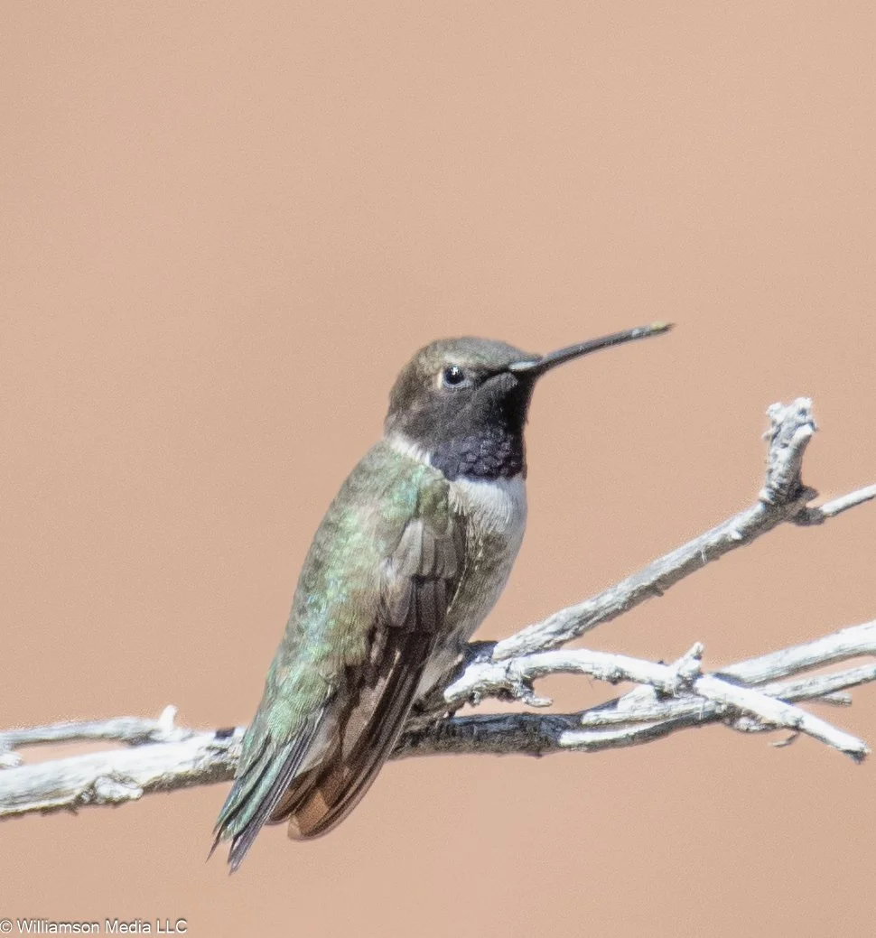 Black-chinned Hummingbird.jpg