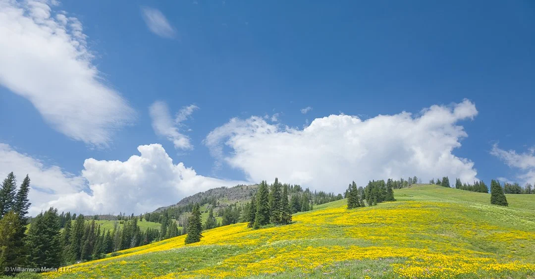 Dunraven Pass.jpg