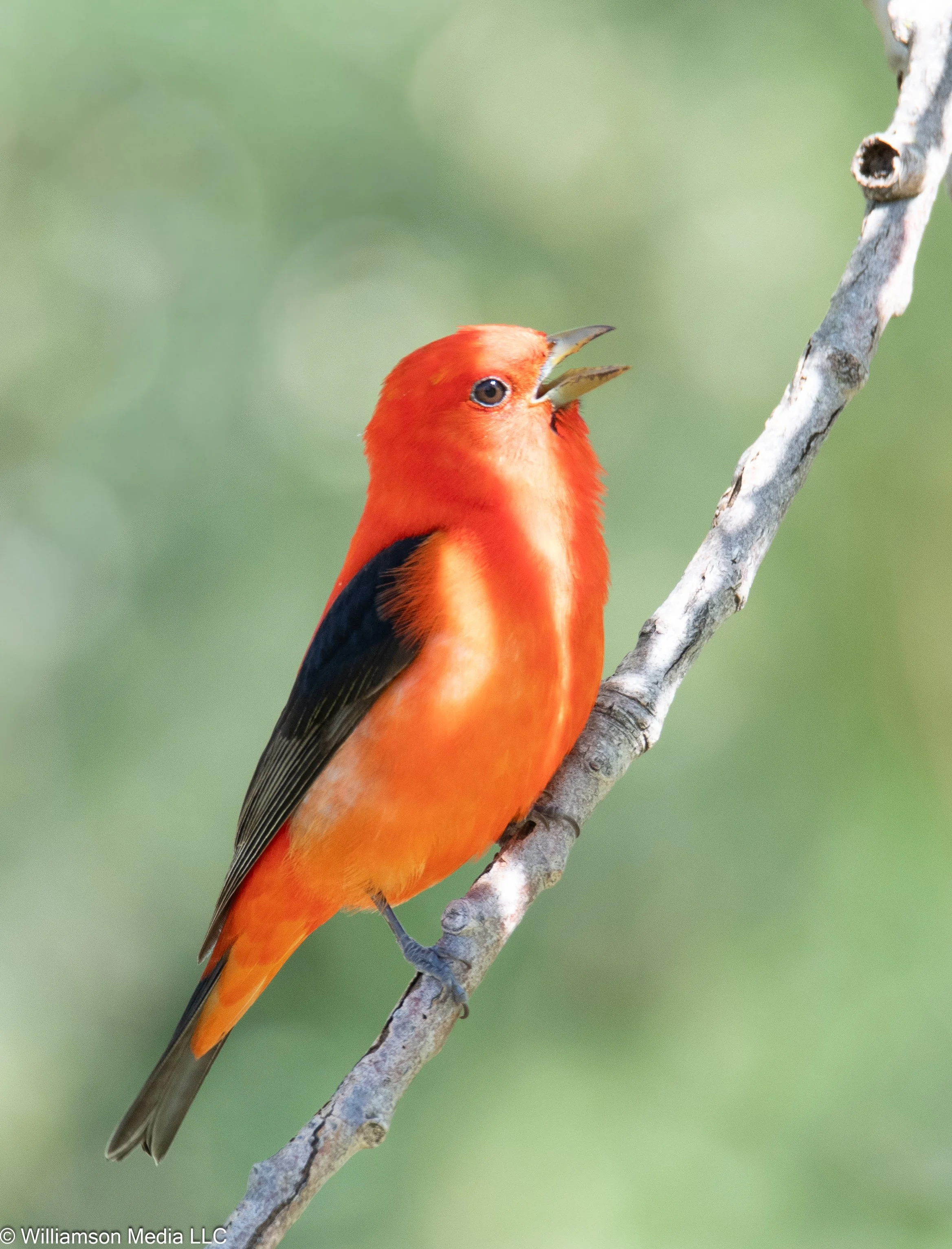 Scarlet Tanager.jpg